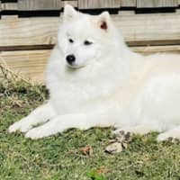 Photo of Mellow   8 Year Old Japanese Spitz