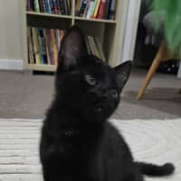 Photo of Gemma   9 Week Old Dsh