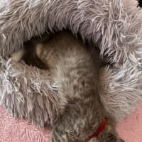Photo of Cinder
