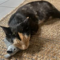 Photo of Honey
