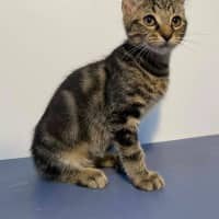 Photo of Phoenix
