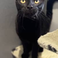 Photo of Archer