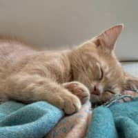 Photo of Biscuit
