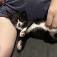 Photo of Gizmo