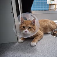 Photo of Rusty
