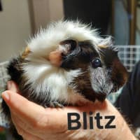 Photo of Blitz