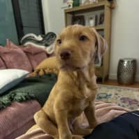 Photo of Toffee