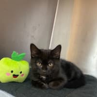Photo of Sirius 