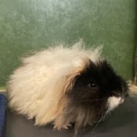 Photo of Tofu (Bonded With Dot)