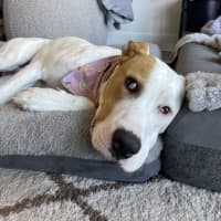 Photo of Banjo