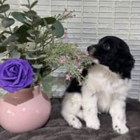 Photo of Cookie