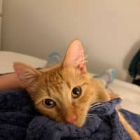Photo of Chilli