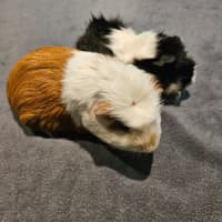 Photo of Cookey & Panda