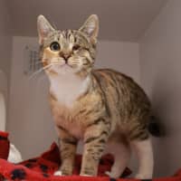 Photo of Moose