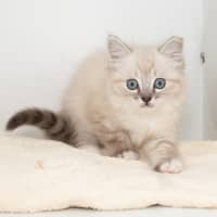 Photo of Burrito