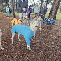 Photo of Franky, The Greyhound
