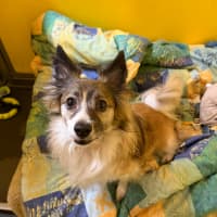 Photo of Milo