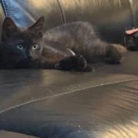 Photo of Azalea Meet Me At Petstock Chelsea