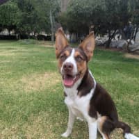 Photo of Jasper