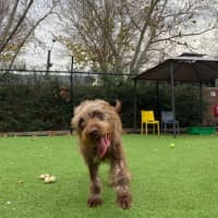 Photo of Rufus