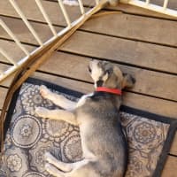 Photo of Balto (Spyro)