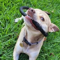 Photo of Mack   2 Year Old Chihuahua X Staffy