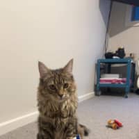 Photo of Maple