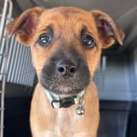 Photo of The Hawaiian Girls!