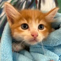 Photo of Cheeto