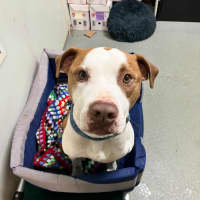 Photo of Thor