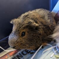 Photo of Woolly Mammoth 