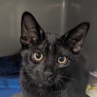 Photo of Sinclair