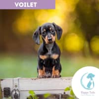 Photo of Violet