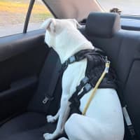 Photo of Pickle