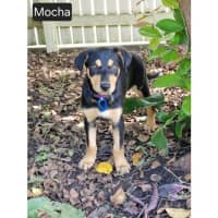 Photo of Mocha