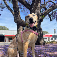 Photo of Lucy