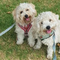 Photo of Charlie And Romeo Gallucci