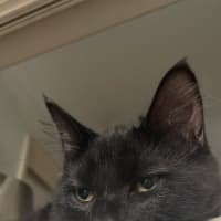 Photo of Shadow