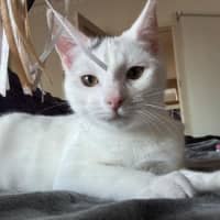 Photo of Tia   Located In Fawkner