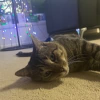 Photo of Badger