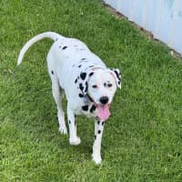 Photo of Diego   9 Year Old Dalmatian