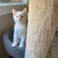 Photo of Dale Meet Me At Pet Stock Chelsea