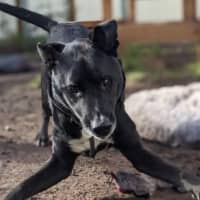 Photo of Midnight