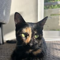 Photo of Honey