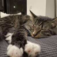 Photo of Freddy   In Foster Care In Preston