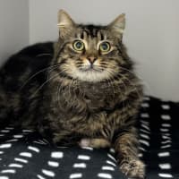 Photo of Basil