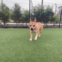 Photo of Beatrix Imp 1481