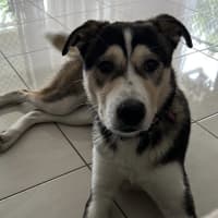 Photo of Lupo