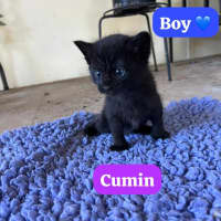 Photo of Cumin