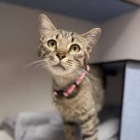 Photo of Momo
